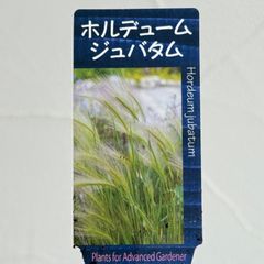 【グラス】ホルデューム・ジュバタム　3号ラベル苗