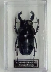 2026年最新】ディアゴスティーニ 世界の昆虫の人気アイテム - メルカリ