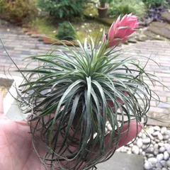 2025年最新】Tillandsia strictaの人気アイテム - メルカリ