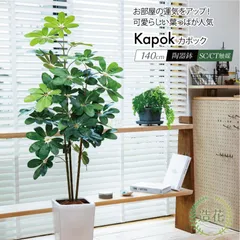 斑入り⭐️シェフレラカポック⭐️曲がり | 観葉植物のお店