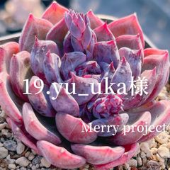 14.hosineko様 - Merry project - メルカリ