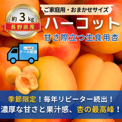 ハーコット～甘さ際立つ生食用杏～【内容量】約3kg【配送方法】クール配送【サイズ】当店お任せ【品目】杏（あんず）【品種】当店お任せ【産地】長野県【規格】ご家庭用A品B品混合【詰め方】パック詰め【配送までの日数】1～4日