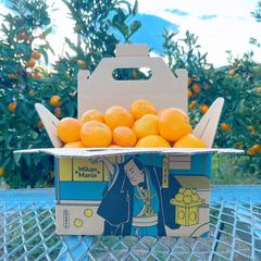 訳あり ご家庭用 完熟極早生みかん（有田みかん） 3kg ※数量限定