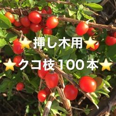 ⭐️枸杞の挿し穂100本⭐️クコの実⭐️クコ枝　クコさし木　クコ挿木　クコ挿し木　くこ苗　クコ苗　クコ苗木