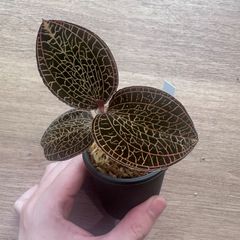 アネクトキルスsp.from Vietnam（石崎バイオ）現物発送