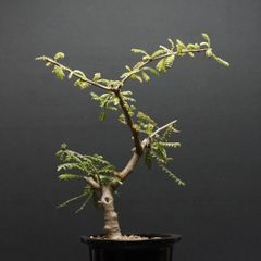 "Boswellia neglecta" ボスウェリア ネグレクタ 管理2290