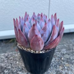 多肉植物 エケベリア コロラータ hy 大苗