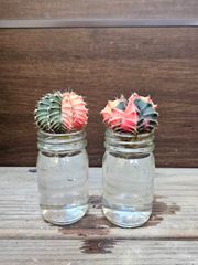 【水耕2種セット】⑥ ギムノカリキウム　ミハノビッチ　緋牡丹錦　現品発送 サボテン 水耕栽培 発根済み⑧