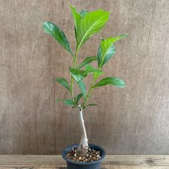 バオバブ ディギタータ ⑪ 現品 Adansonia digitata アオイ科 バオバブ属　観葉植物 観葉 植物 珍奇植物 珍奇 珍しい レア 希少 インテリア プレゼント おしゃれ かわいい リビング  グリーン アートプランツ　結婚祝い 新築祝い