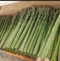アスパラ 2kg 北海道産　各サイズ込 シーズン終盤！！クール便発送