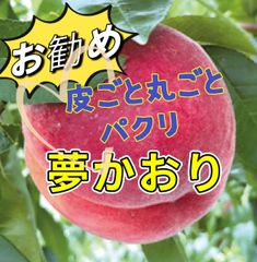 山形県産 超レアな桃CX（シーエックス）硬くて甘い桃 硬い桃 硬桃
