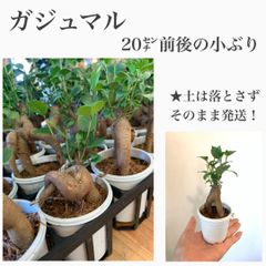幸せの木　ガジュマル　苗・苗木　★20㌢前後の小ぶりですが葉は生き生きしてます！　★土は落とさずそのまま発送します！