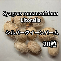【種】20粒　Syagrus romanzoffiana　’Litoralis’　シルバークイーンパーム　ジョオウヤシ