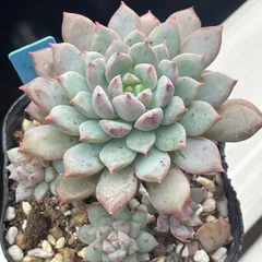No.362 ❁ブルーアップル❁抜き苗 多肉植物 寄せ植え 多肉植物 ブルーアップル錦 レア品種 抜き苗 - メルカリ
