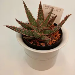 2024年最新】aloe hybridの人気アイテム - メルカリ