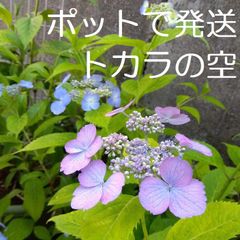 ◎紫陽花