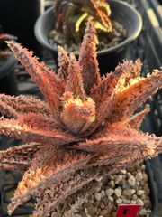 Aloe 'Tempra' TCTハイブリッド　アロエ　テンプラ　PUP