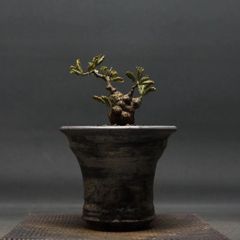 "Senna meridionalis" センナ メリディオナリス 管理1951