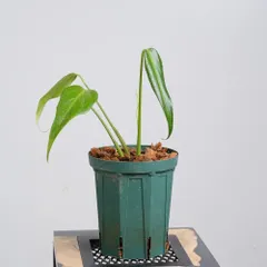 【セール】モンステラ　バールマルクスフレーム　No.012　鉢ごと　送料込 a_plants | モンステラ バールマルクスフレーム 販売中
