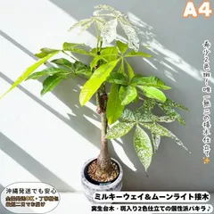 2025年最新】パキラムーンライトの人気アイテム - メルカリ