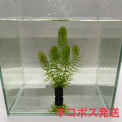 【1つ】　マツモ　水草　ろ材付き