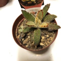 ゴールデンラビット　多肉植物