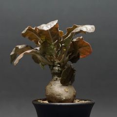 "Dorstenia foetida" ドルステニア フォエチダ 管理2244