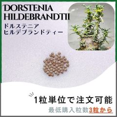 【種子】ドルステニア ヒルデブランドティー/ セット割あり 数量3粒から購入OK