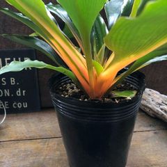 ポットごと　オレンジグロー パリソダ ネオンカラーの観葉植物 パリソダ