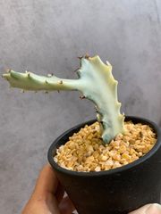 ユーフォルビア　ホワイトゴースト　多肉　多肉植物