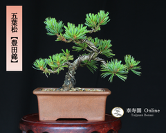 五葉松『豊田錦』トヨダニシキ 小品盆栽【泰寿園 Online】現品 一点物 接ぎ木 松 盆栽 五葉松 松柏 初心者 室内 鑑賞 趣味 卓上盆栽 盆栽鉢 グリーン 和 ギフト プレゼント 誕生日 母の日 父の日 敬老の日 お祝い 記念日 5