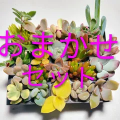 【ルビーネックレス】多肉植物おまかせミニミニ20カット苗セット【育成説明書】
