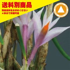 洋蘭 Den hellwigianum
