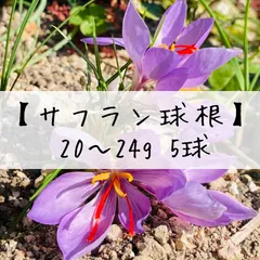 国産サフラン 楽天市場】サフラン 番紅花 saffron crocus ?夫藍 safran