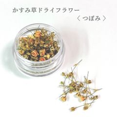 かすみそう カスミソウバンチ×60（1束6本）｜商品案内｜株式会社アスカ商会