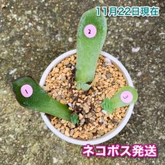 多肉植物 韓国苗 ロウルサンコ苗 毒りんごなど 発芽発根済み葉挿しセット 【２】 - メルカリ