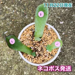 no.495 毒りんご　ロウルサンコさん苗　抜き苗　札なし no.495 毒りんごロウルサンコさん苗抜き苗札なし