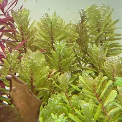 2026年最新】ロタラトゥルナデンシスの人気アイテム - メルカリ