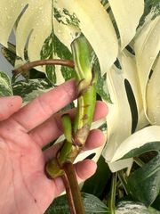 モンステラ ホワイトタイガー 茎1本 発根済 斑入り モンステラ ボルシギアナ ホワイトタイガー / 美しい斑入りの葉