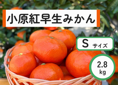 小原紅早生みかん　Sサイズ　2.8kg