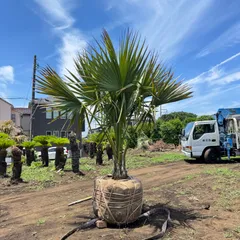 希少 オニサバル サバル カウシアルム サバルヤシ 【公式通販】