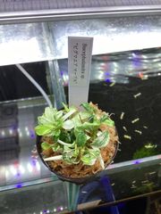 ブセファランドラ sp. ピグマエアマーブル　大きめ株 A