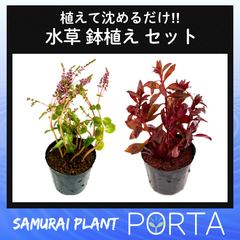 専用❤️速達＋300円同梱-100円リトープス　紫巴里玉 群生美紋 鉢のまま 多肉植物 リトープス・C64 網目紫寿麗玉 1.5cm以上 大株 1株