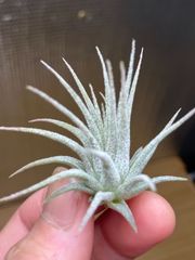 【ネコポス】チランジア イオナンタ パープルハート Tillandsia ionantha  'Purple Heart' キンクマ農園☆T00068