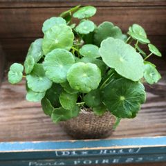 ポットごと ウォーターマッシュルーム 水の中で育ちます ガーデニング 水生植物