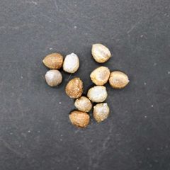 超新鮮 ユーフォルビア ギラウミニアナ 種子 3粒 - メルカリ