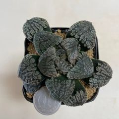 多肉植物　ハオルチア　モルドール　抜き苗　根付き