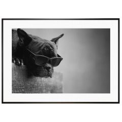 動物写真 犬 フレンチブルドッグ インテリアアート写真額装 AS1152