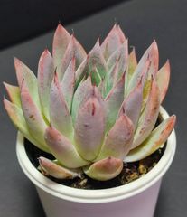 エケベリア 交配種 カマノイプエブラ×コロラータタパルパ  その2  実生苗  月曜or火曜日発送