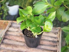 ポトス　【グローバルグリーン】　3号ポット　観葉植物　フィロデンドロン　モンステラ